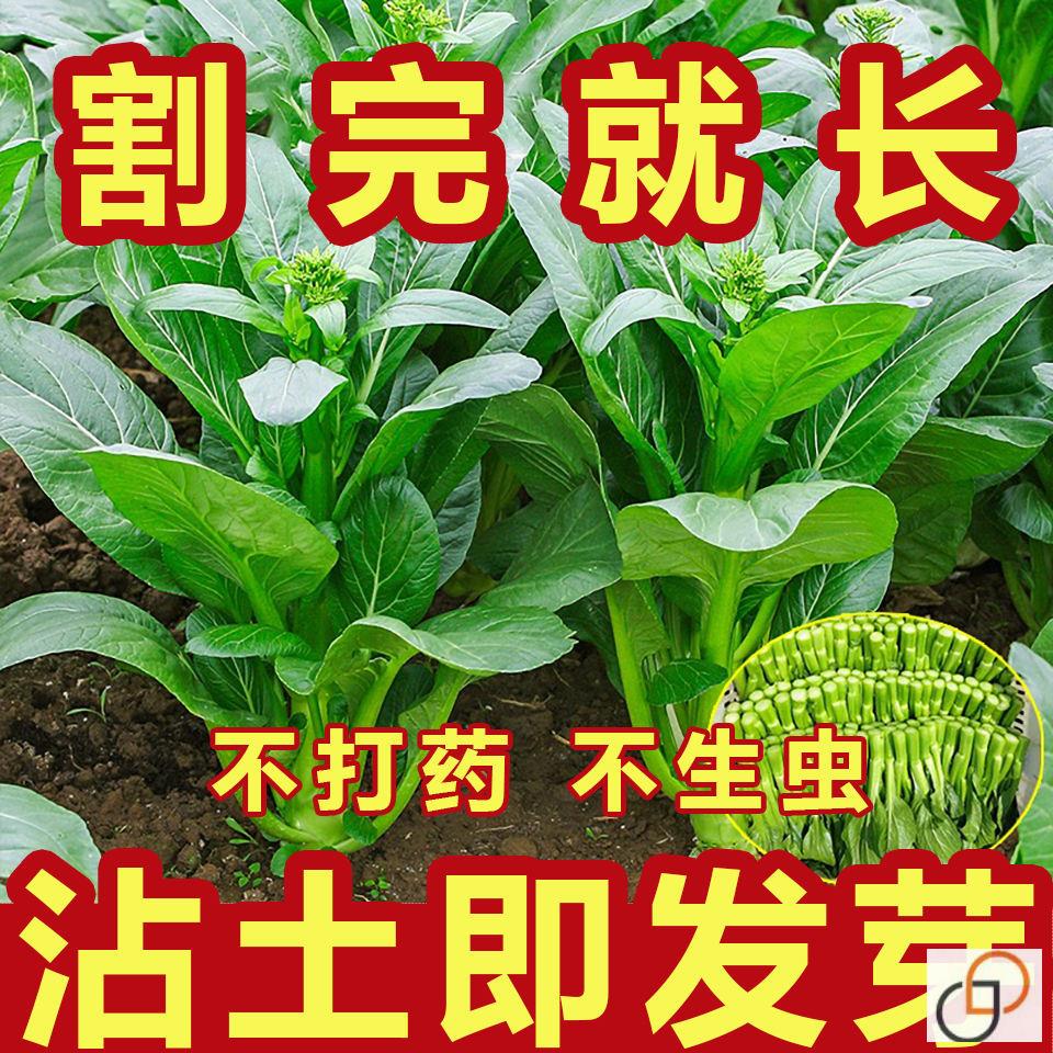 【割完又长】四季菜心种子盆栽四九甜菜心种子耐热青菜籽蔬菜种子