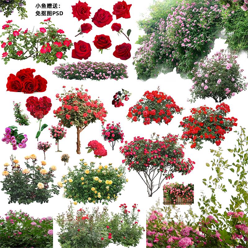 高清竖图片2K蔷薇玫瑰花卉花朵花艺束手机壁纸自媒体PS抖音4K素材