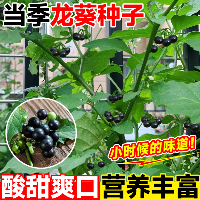 龙葵种籽黑黝黝阳台水果野生龙葵种子盆栽四季可种黄天天室内高产