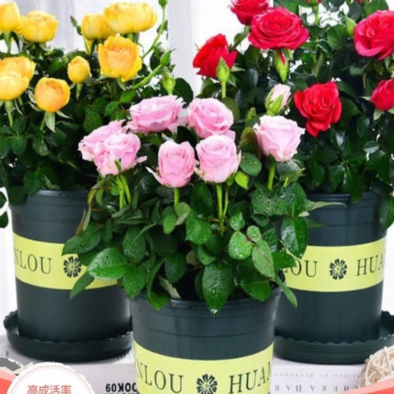 进口品种双生玫瑰花苗库伊拉月季盆栽夏季花卉月季老桩根四季开花