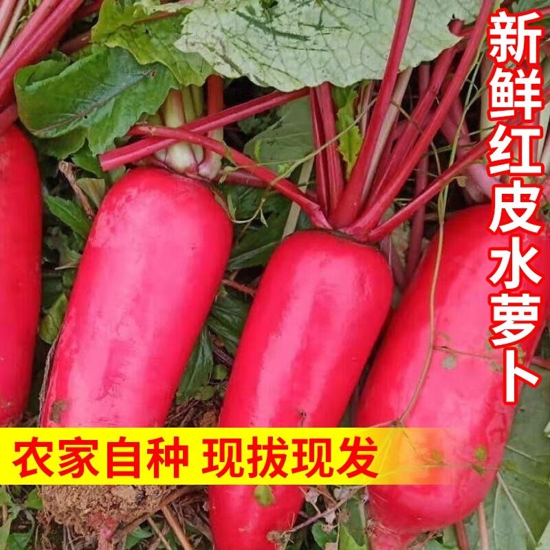 山东特产自种红皮萝卜5斤新鲜现摘白肉水萝卜泡菜胭脂3斤8斤带泥