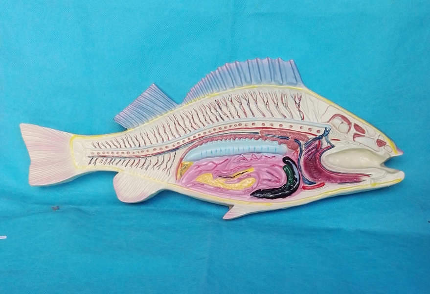 包邮鱼模具鱼内脏模具鱼解剖模型鲫鱼鲤鱼鱼类讲解展示