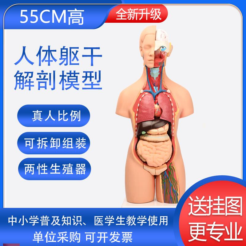 55cmb真人人体解剖模型器官可拆卸内脏医学生仿躯干系统结构教