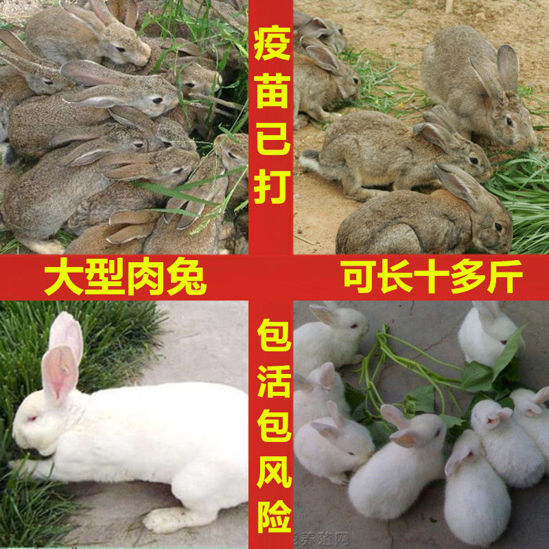 兔子活物非公母一对活体宠物家兔活肉兔活苗巨型小白兔家养小兔子