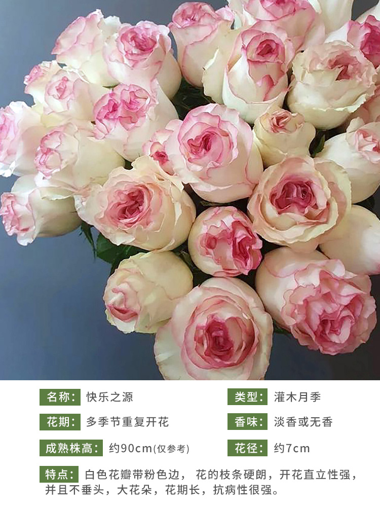 惠惠的花园月季莫奈焦糖古董阳台灌木四季开花庭院露台盆栽玫瑰