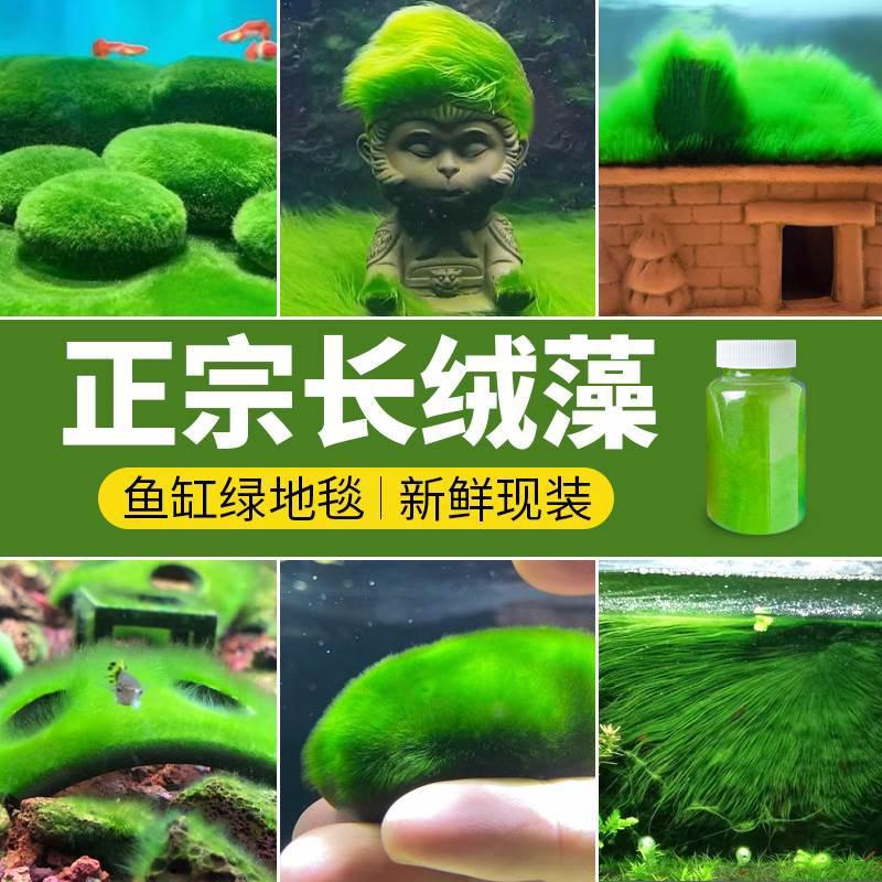 短绒藻长绒藻绿藻藻种孢子引种藻源藻球苏虾藻金鱼缸造景鱼虾绿毯
