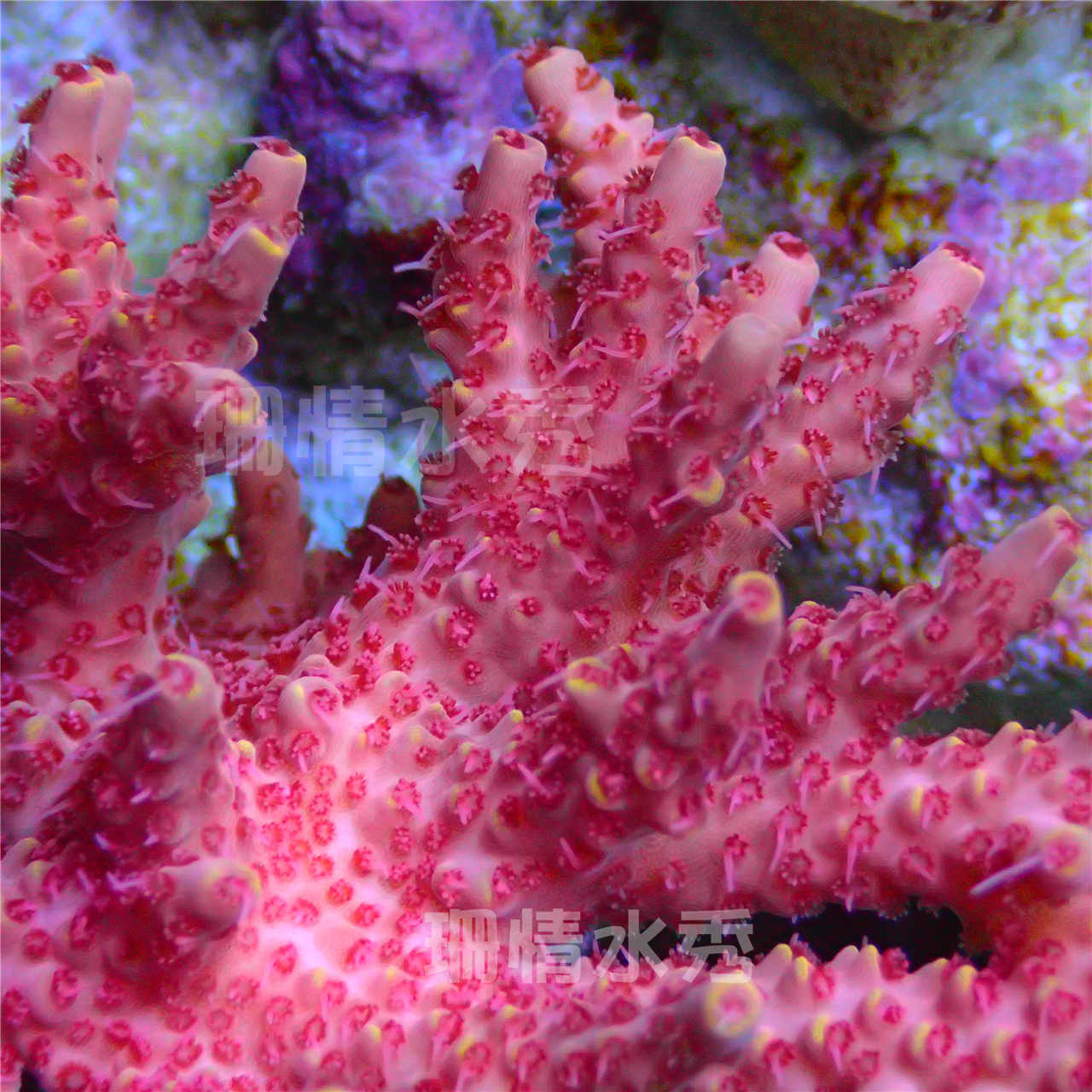 粉色薇琪 美国RR 轴孔珊瑚硬骨珊瑚活体珊瑚sps珊瑚sps断枝珊瑚