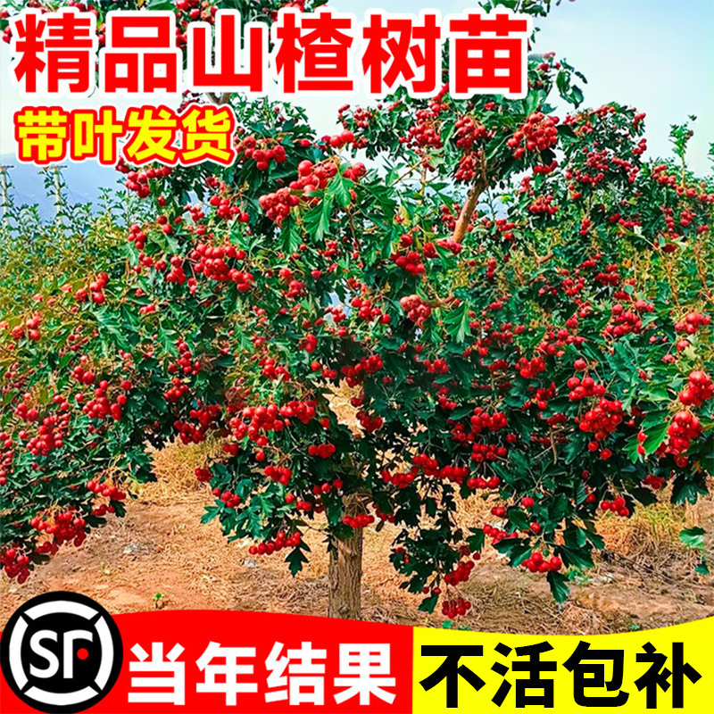 红果果树盆栽