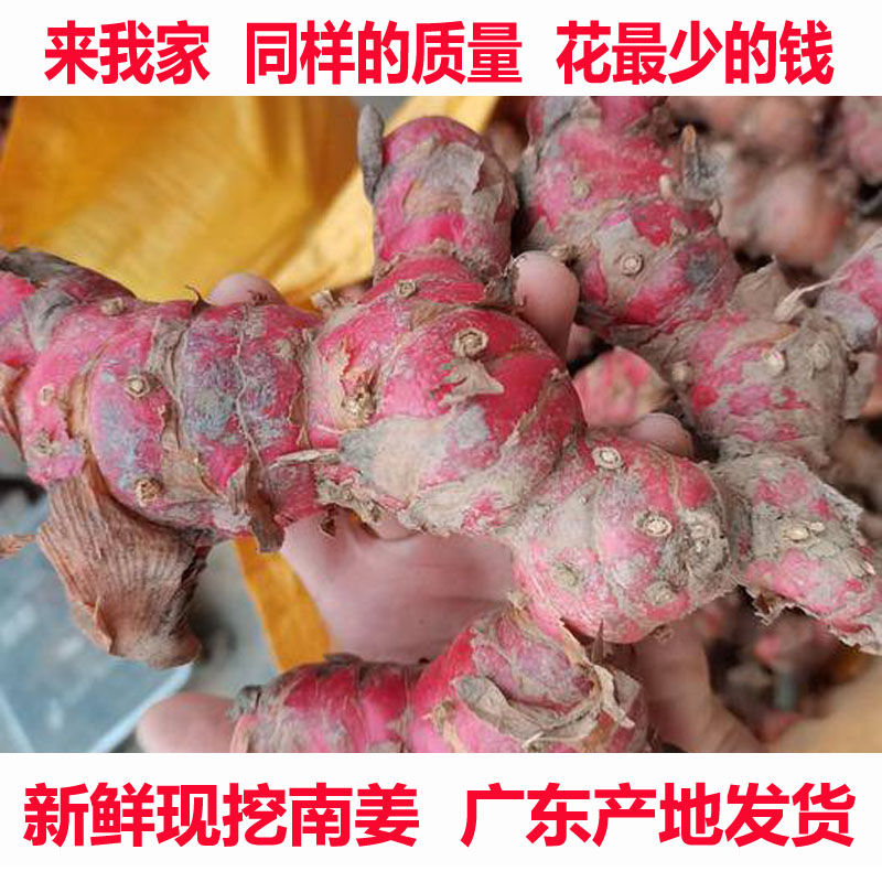 南姜潮汕新鲜野生山姜牛羊肉火锅卤味去膻提味调料南姜包邮