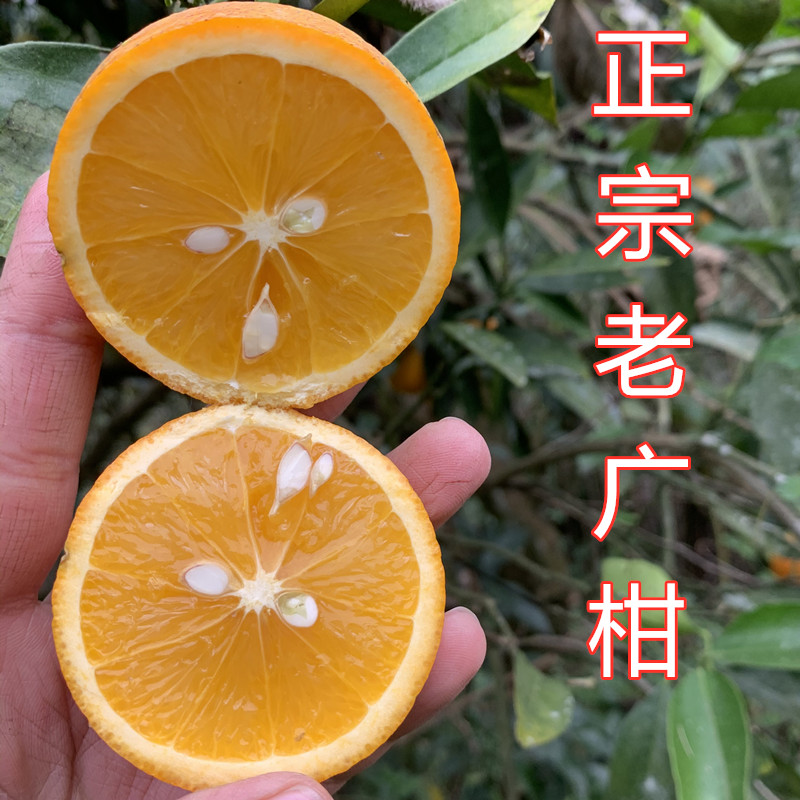 正宗土广柑重庆老品种广柑泡酒鹅蛋广柑新鲜时令水果橙子5斤包邮