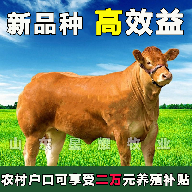 西塔尔牛犊子活牛杂交小牛犊出售改良肉牛犊母牛活苗小黄牛仔活体