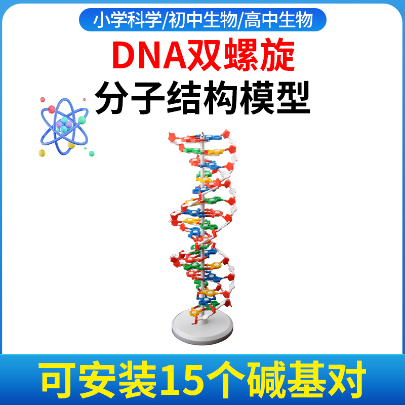 学生用DNA双螺旋结构模型遗传基因染色体双链脱氧核苷酸链碱基对初高中生物生命科学减数分裂中染色体变化