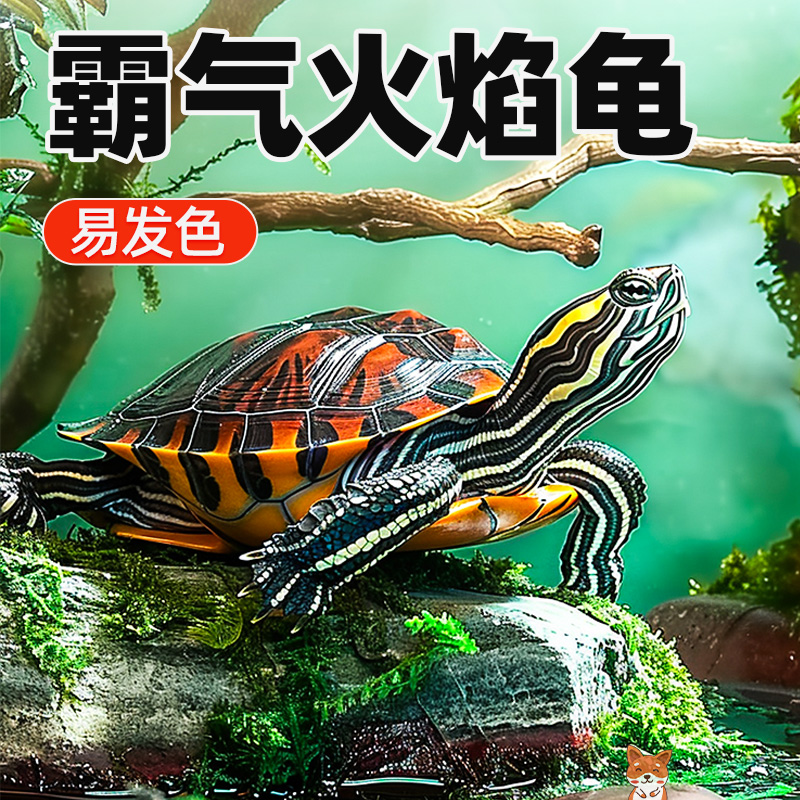 火焰龟深水龟冷水鱼龟混养小乌龟活物小宠物黄耳龟适合家养的乌龟