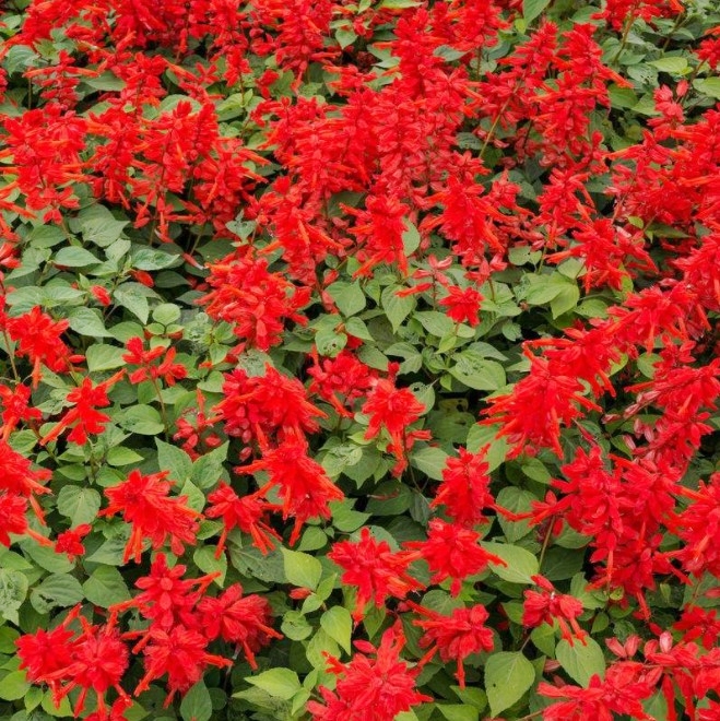 一串红种子春冬季庭院易活矮串串红四季播易种耐寒花卉一窜红花籽