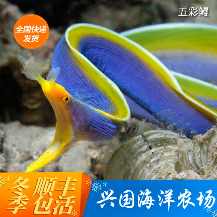 五彩鳗 花园鳗海鳝 活体海水鱼鳗鱼观赏宠物鱼快递包活兴国海洋