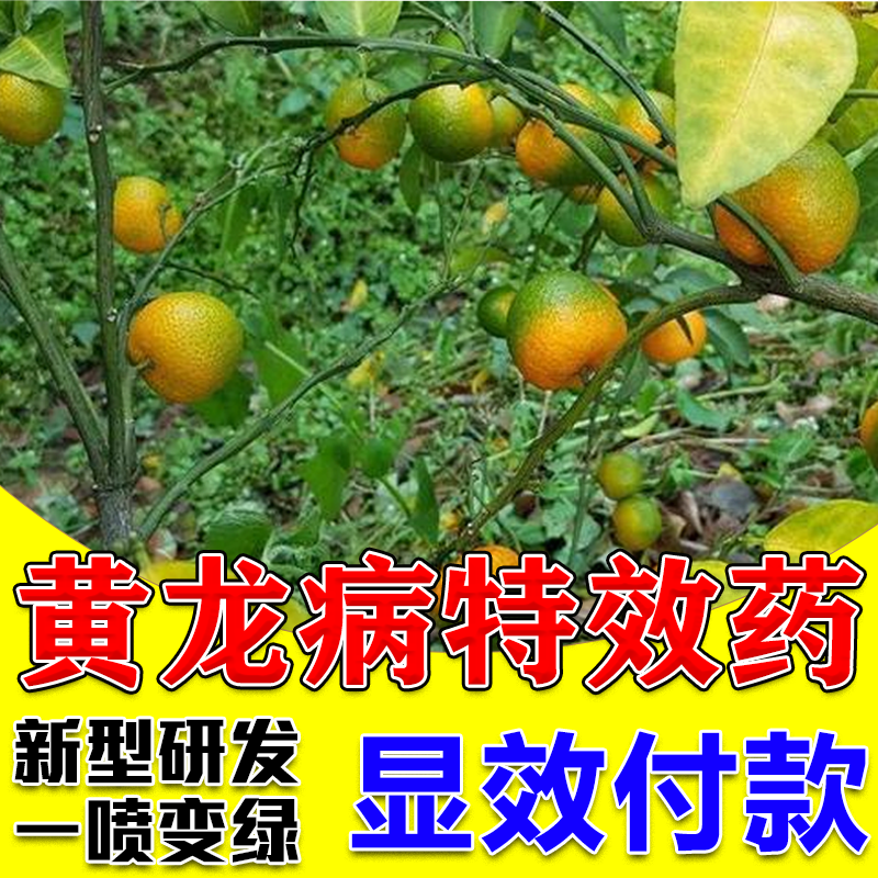 黄龙病果树专用药黄化龙病专用药ros柑橘黄化龙病专用药修复剂液