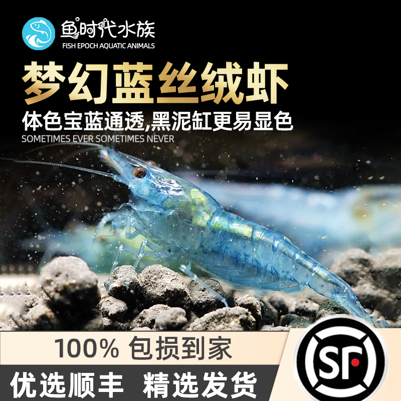 超级蓝丝绒淡水草缸热带观赏宠物活体纯系台湾除藻虾米工具清洁虾