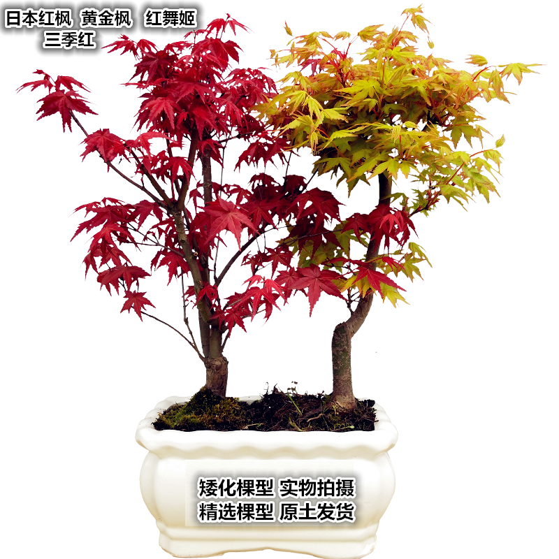 正宗日本红枫盆景老桩红舞姬黄金枫橙之梦室内矮化盆栽植物带叶子