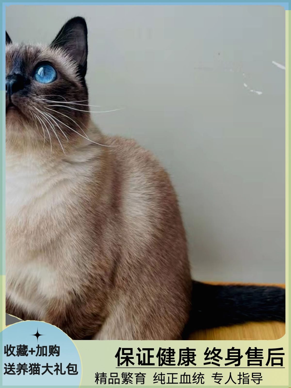 香港澳门发货泰国暹罗猫幼崽煤老板蓝眼睛短毛重点色英短宠物猫咪