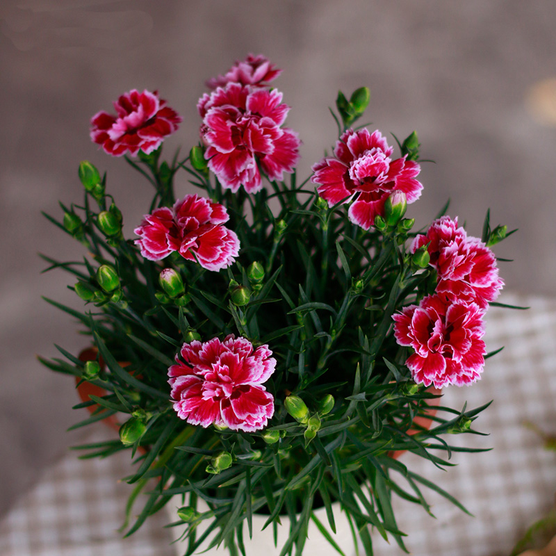 康乃馨盆栽 母亲节花卉 春季客厅礼品植物 窗台开花绿植 颜色随机