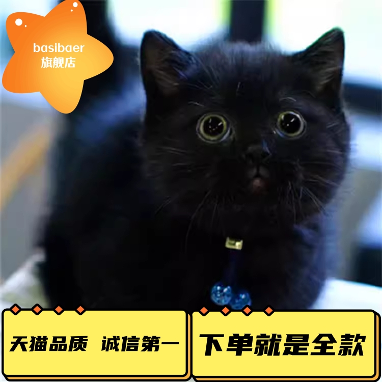 纯种孟买猫幼猫英短崽黑猫幼活体纯黑猫小猫活物宠物猫咪黑煤球猫