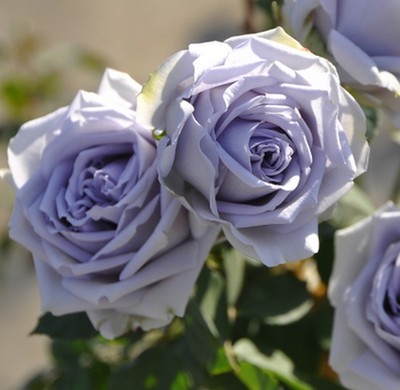园丁日记 转蓝TurnBlue  蕞接近蓝色的月季玫瑰品种