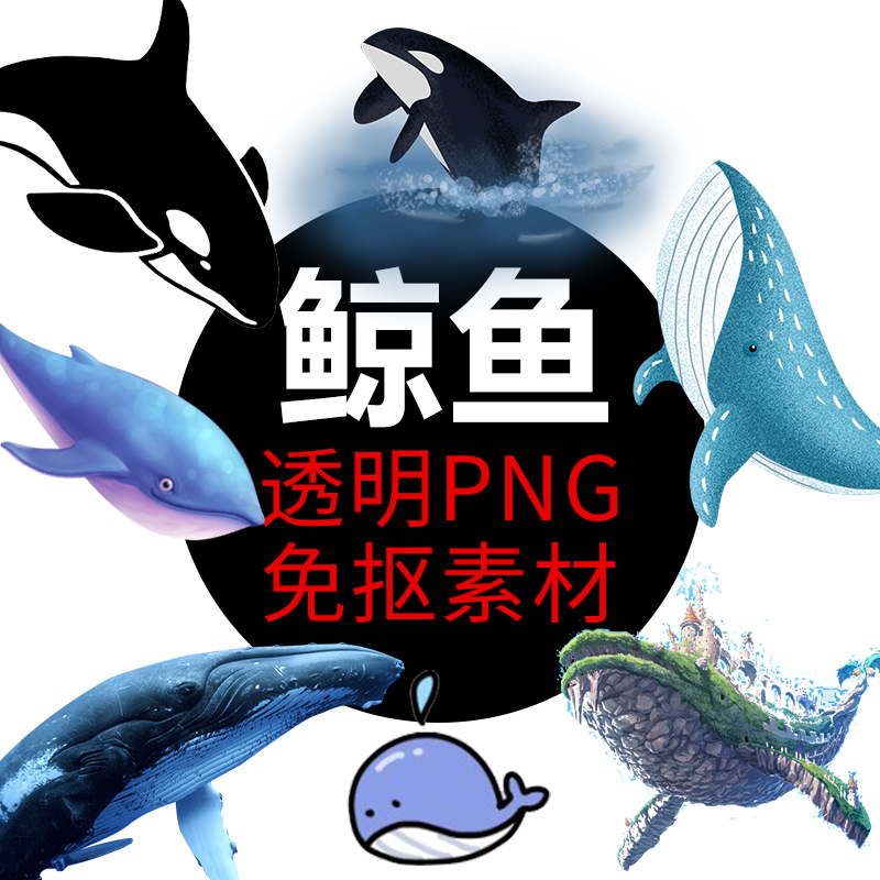 鲸鱼虎鲸PNG格式免抠图照片图片装饰卡通高清透明底元素设计素材
