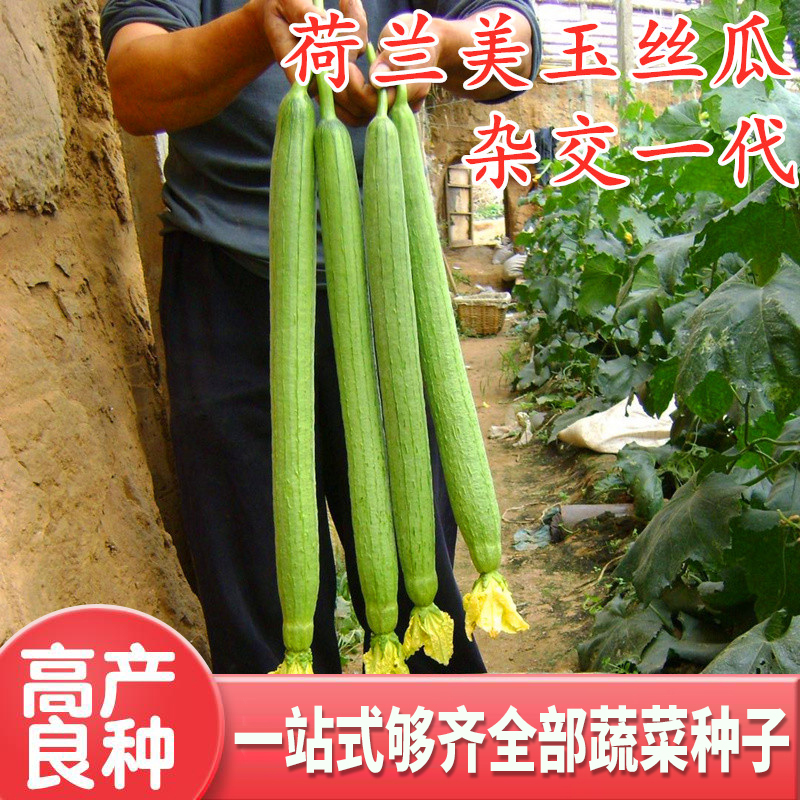 丝瓜种子荷兰进口长丝瓜种籽线丝瓜香丝瓜高产中绿丝瓜苗四季包邮