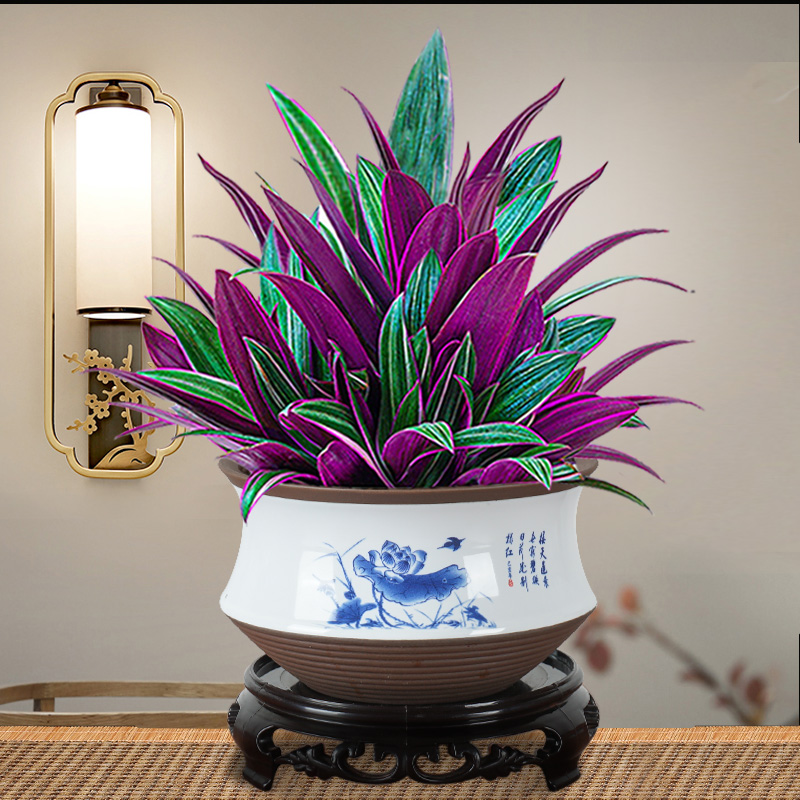 紫露兰盆栽花卉油画吊兰植物好养美观四季客厅办公室桌面观叶绿植