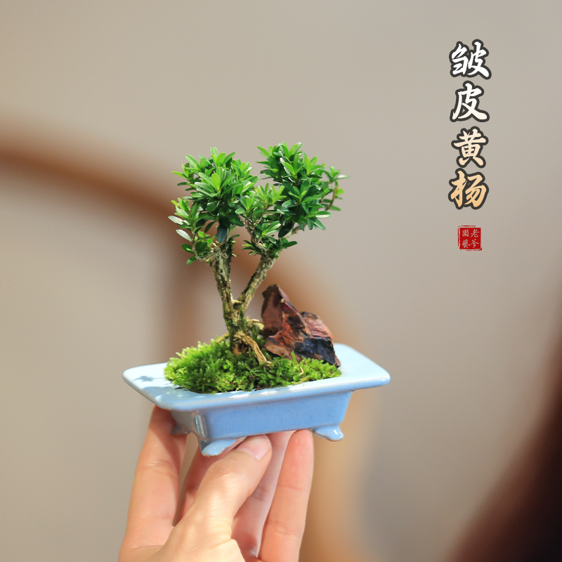 黄杨盆栽迷你小造型创意盆景茶室桌面观叶绿植好养耐旱植物办公室