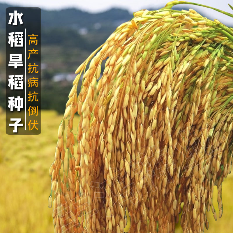 直播旱稻种子 临旱1号黄华占水稻种籽香米谷圆粒长粒珍珠米种孑