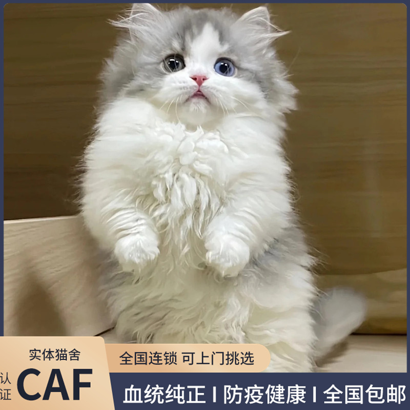 纯种拿破仑矮脚猫银白蓝白乳白纯白蓝眼长毛米努特小短腿活体幼猫