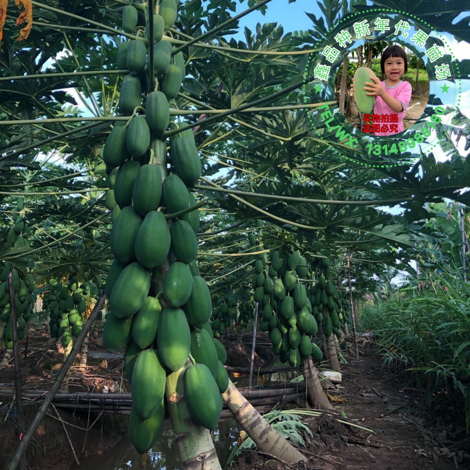 广州农科院选种自家培育矮化红心木瓜苗夏威夷木瓜苗黄肉品种多多