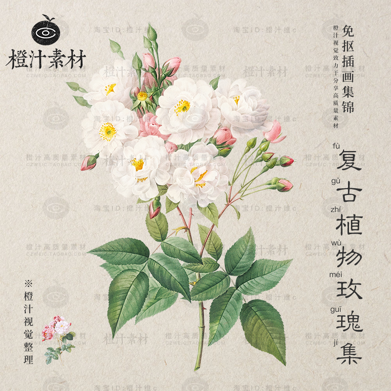 手绘水彩文艺复古植物花卉花朵玫瑰插画高清PNG免抠图片设计素材