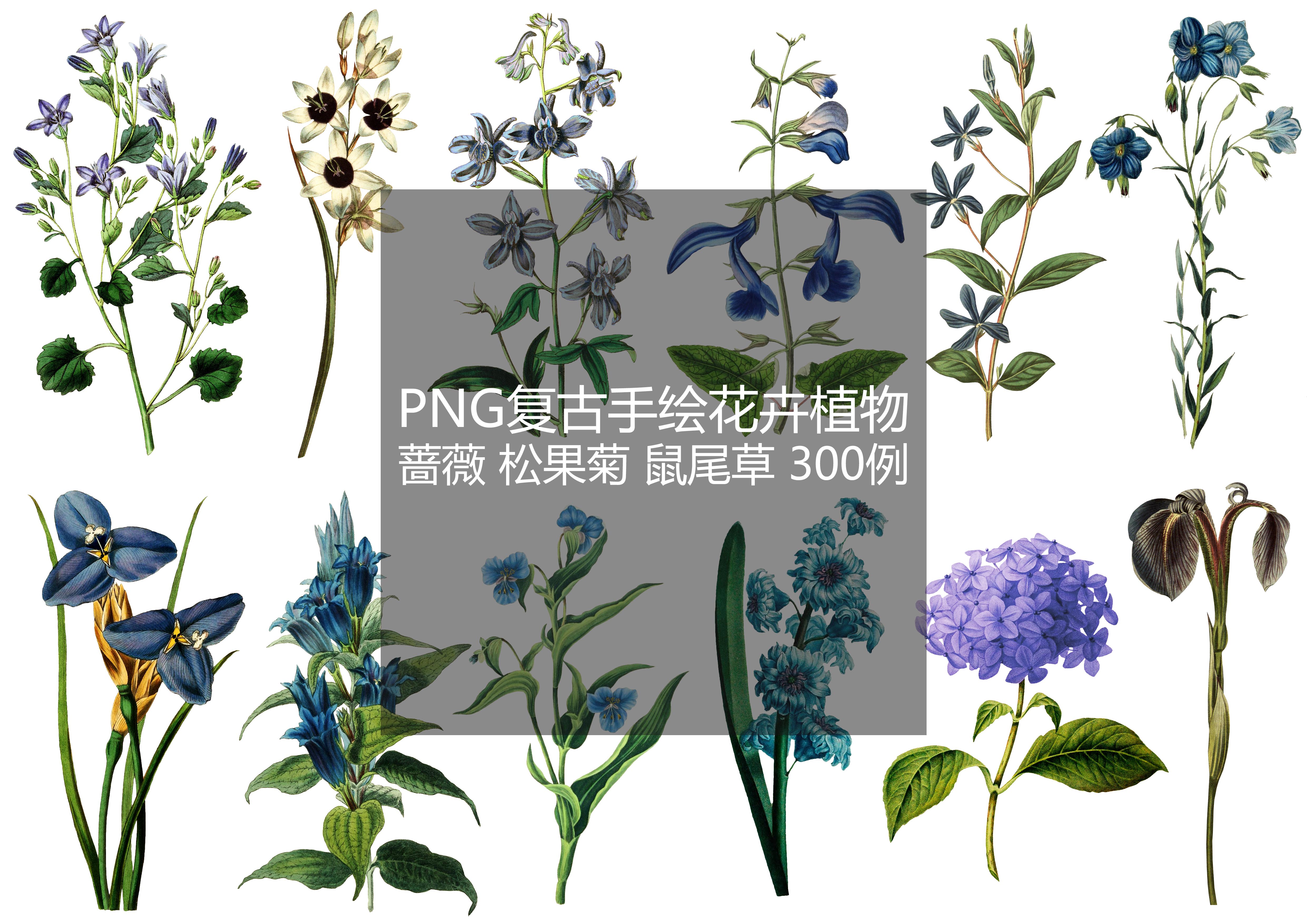 PNG复古手绘花卉植物蔷薇松果菊鼠尾草素材清爽拼贴collage设计