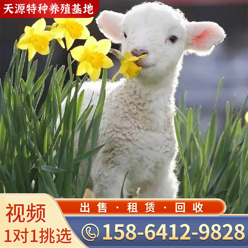 宠物羊侏儒羊宠物羊活物羊景区观赏萌宠小羊羔矮山羊养殖