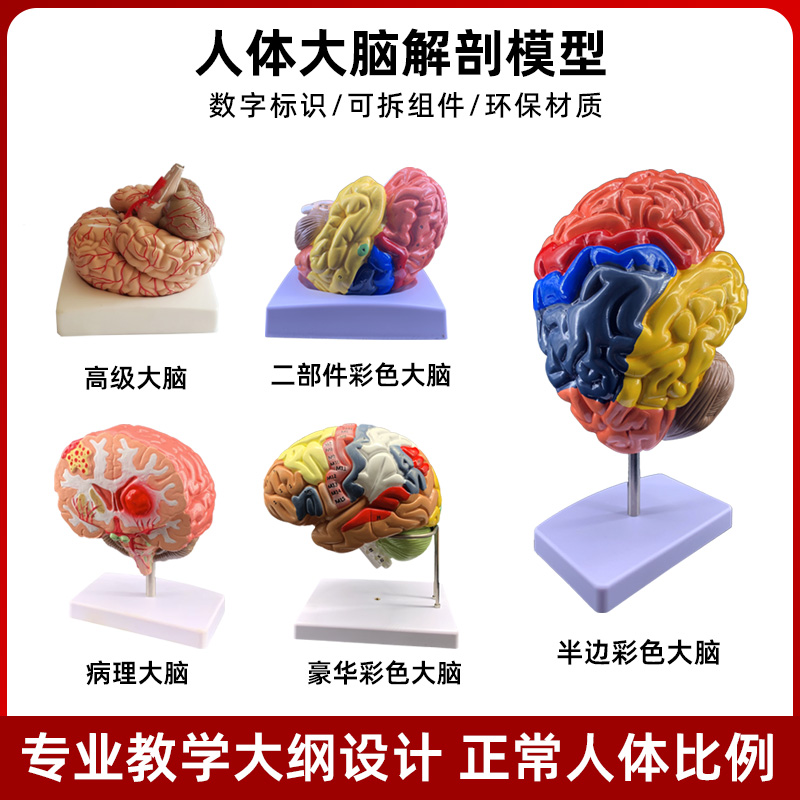 人体大脑皮质解剖脑干功能区分神经器官结构组织4d小脑可拆装模型