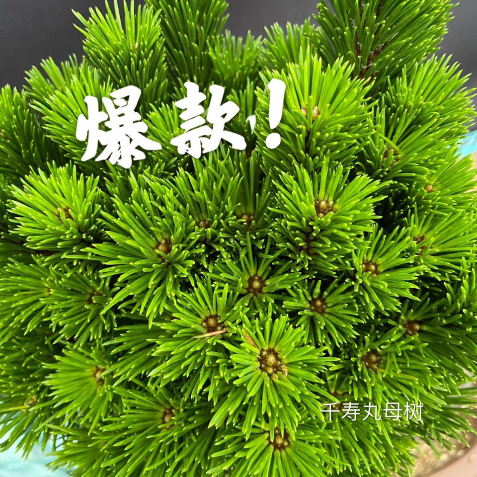 日本短针松树 精品千寿丸盆景 短针黑松盆景 非五针松