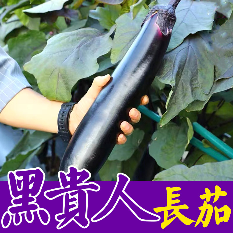 黑贵人长茄苗子种子高产紫黑圆茄黑宝黑帅大龙长茄秧苗杭茄盆栽