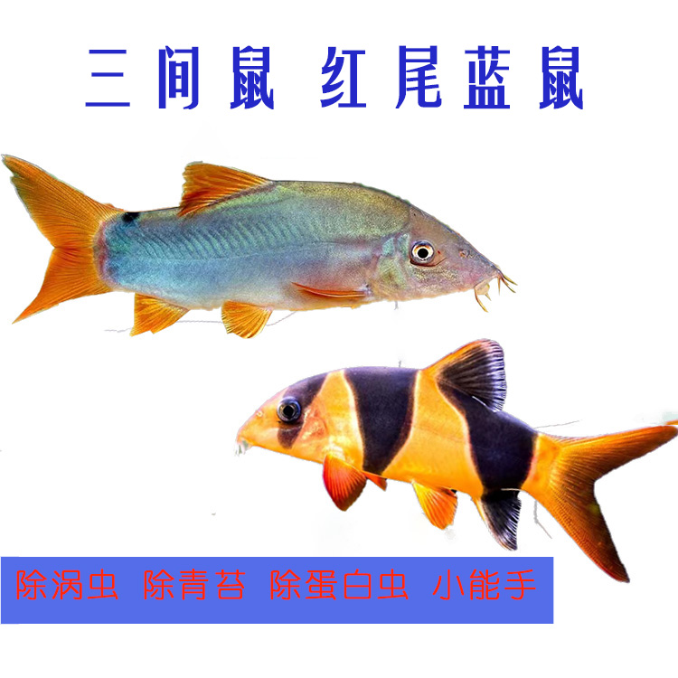 热带观赏鱼三间鼠鱼小丑泥鳅工具鱼活体红尾蓝鼠鱼蓝皮鼠底层鱼