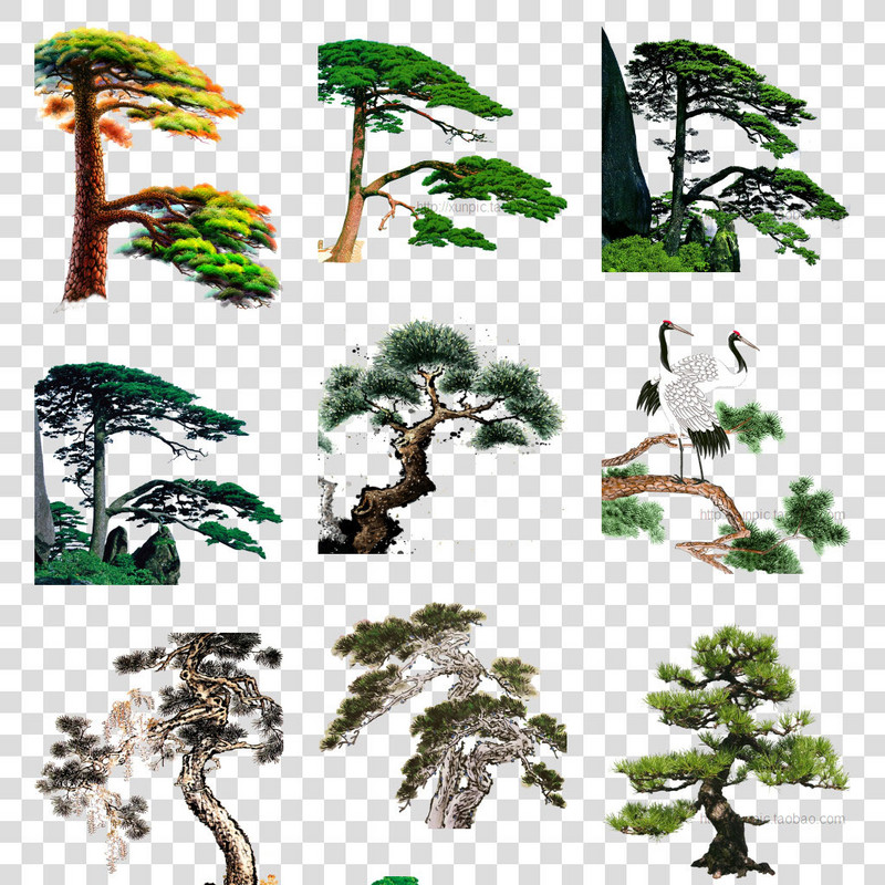 迎客松图片松树素材卡通插画松树 PNG透明模板 迎客松 盆景 绿化