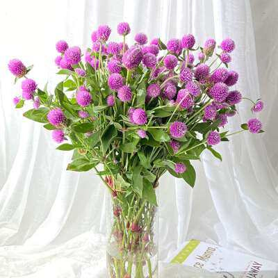 新鲜千日红粉色紫色白色云南鲜花配花可做干花搭配家庭办公室插花