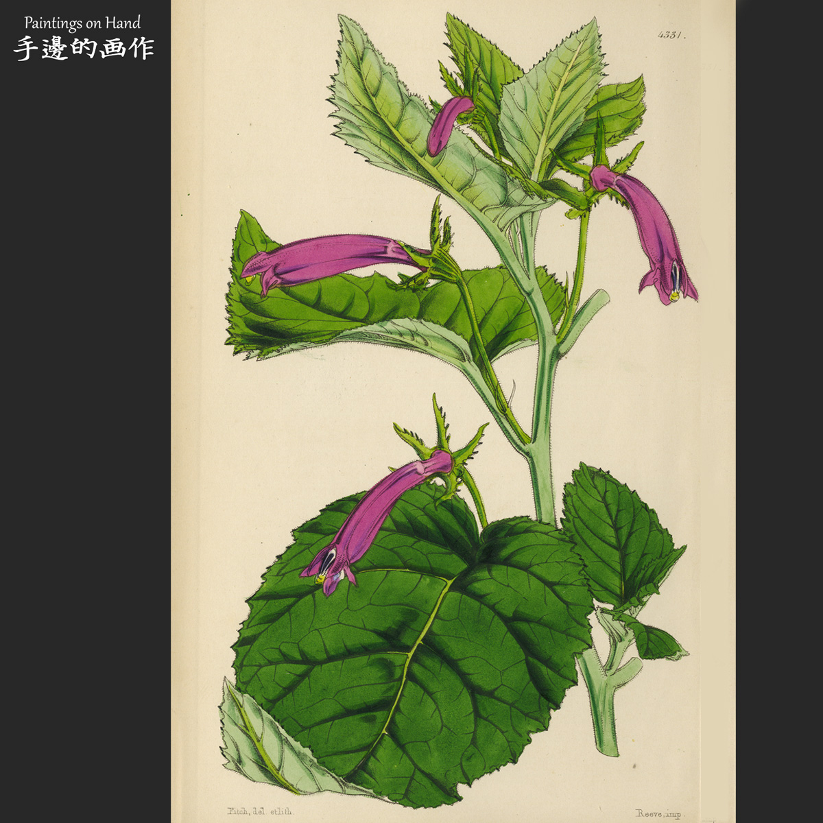 英国1847年原版手工上色平印版画艺术装饰老物件/柯蒂斯/唯美花卉