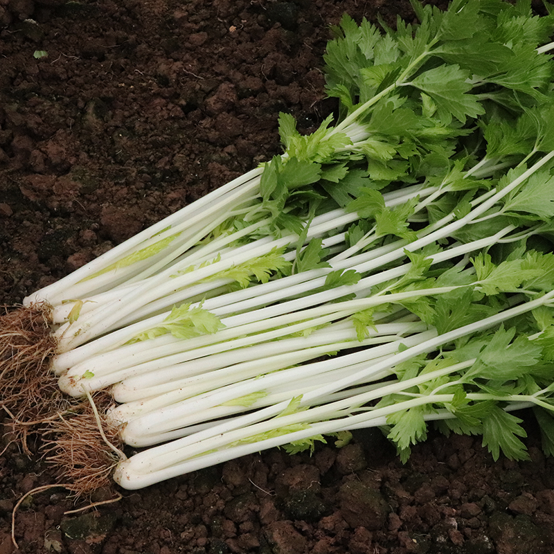 四川产地直销新鲜白芹菜农家自种现挖现发蔬菜香菜杆叶菜3斤包邮