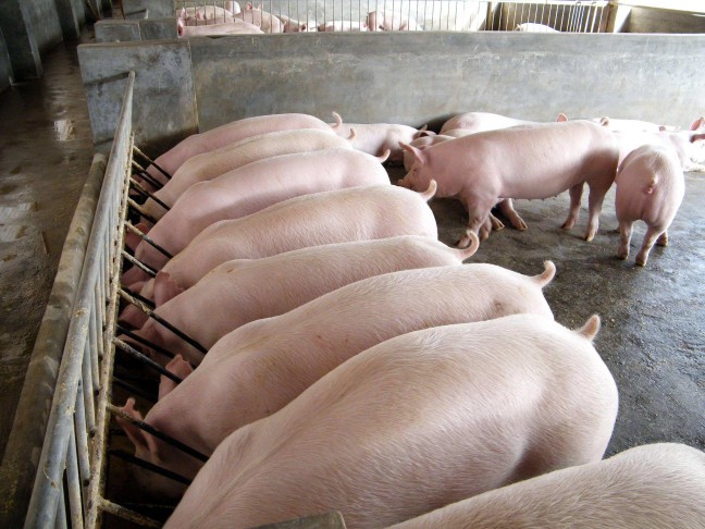 农家发酵干猪粪便猪屎有机肥料农家肥料猪粪肥料养花种菜发酵猪粪