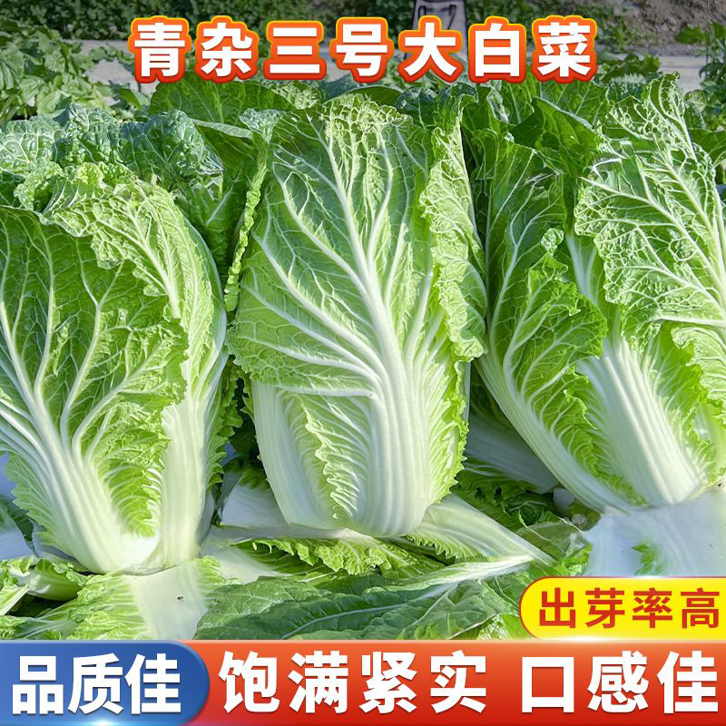 青杂三号东北大白菜种子胶东农家大白菜籽结球包心菜盆栽蔬菜种子