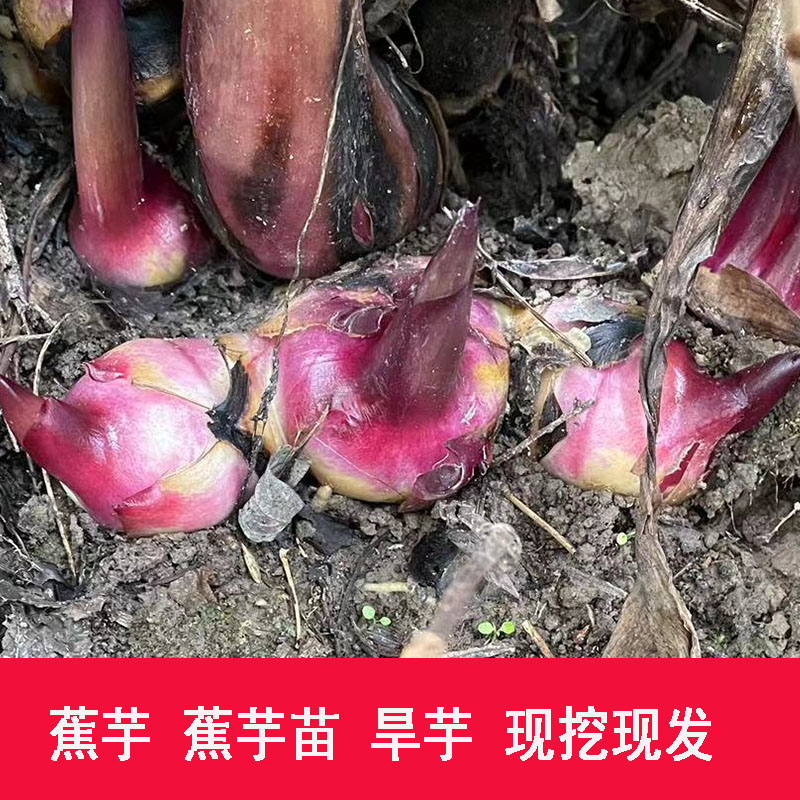 新鲜农家芭蕉芋可食用带根带芽绿植盆栽现挖发货粗粮美人蕉种打粉