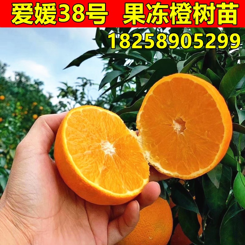 爱媛38号柑橘苗果冻橙树苗爱媛38杂柑苗南方北方种植品种当年结果