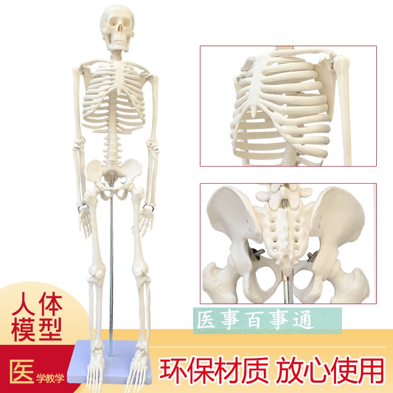 可摆姿势人骨标本人体骨骼模型85CM人骨架模S型骷髅骨人体素描