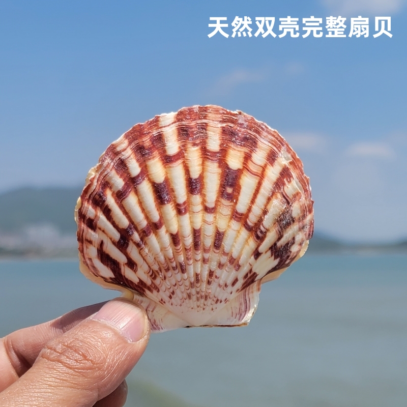 天然大海螺贝壳海星完整越南扇贝标本收藏鱼缸造景装饰送孩子礼物